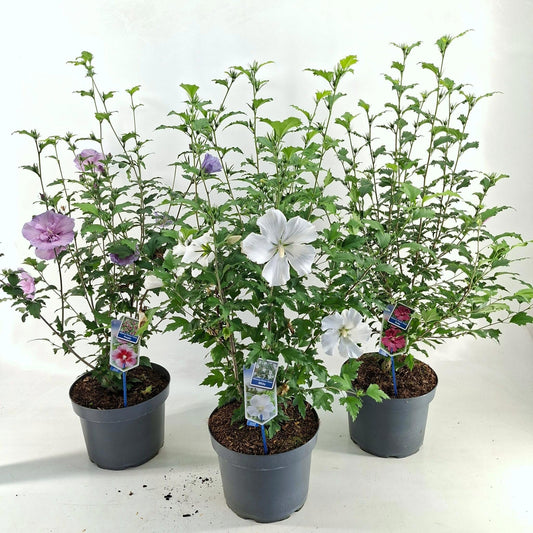 Hibiscus syriacus mix 100cm 29cm Pot