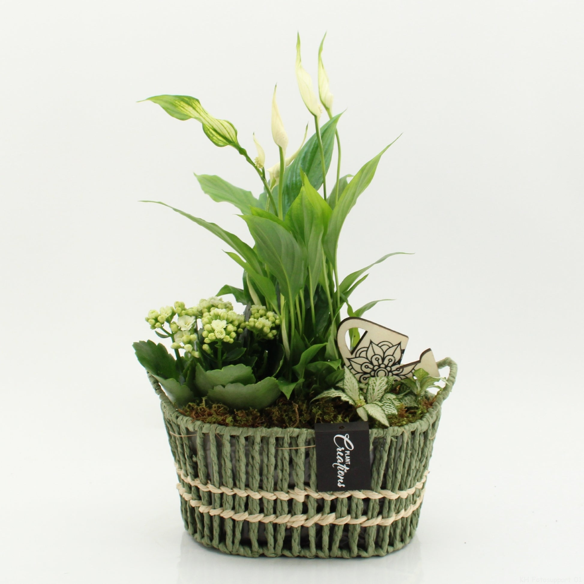 ESCR-2618W Essentials 35cm 23cm Pot