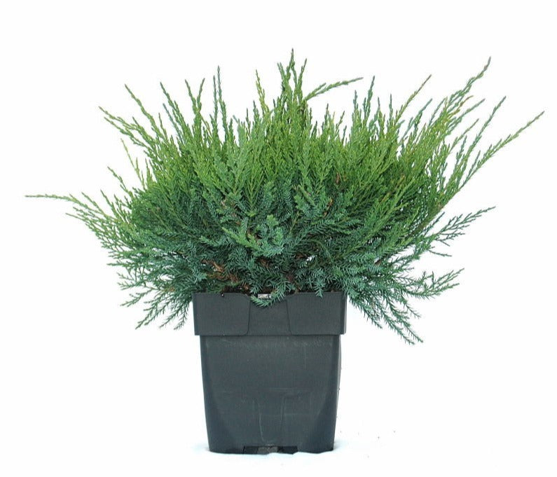 Juniperus Mint Julep 45cm 17cm Pot