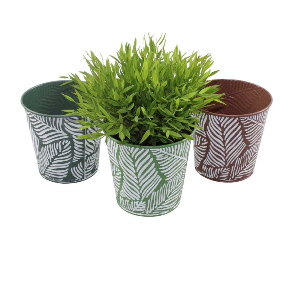 Pogonatherum Monica 30cm 13cm Pot