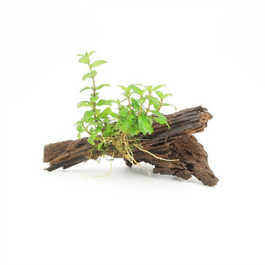 Hygrophila polysperma 10cm 2cm Pot