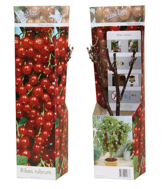 Fruit/Shrub Climber mix 32cm 9cm Pot