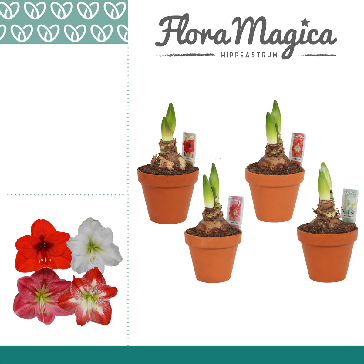 Hippeastrum 25cm 13cm Pot