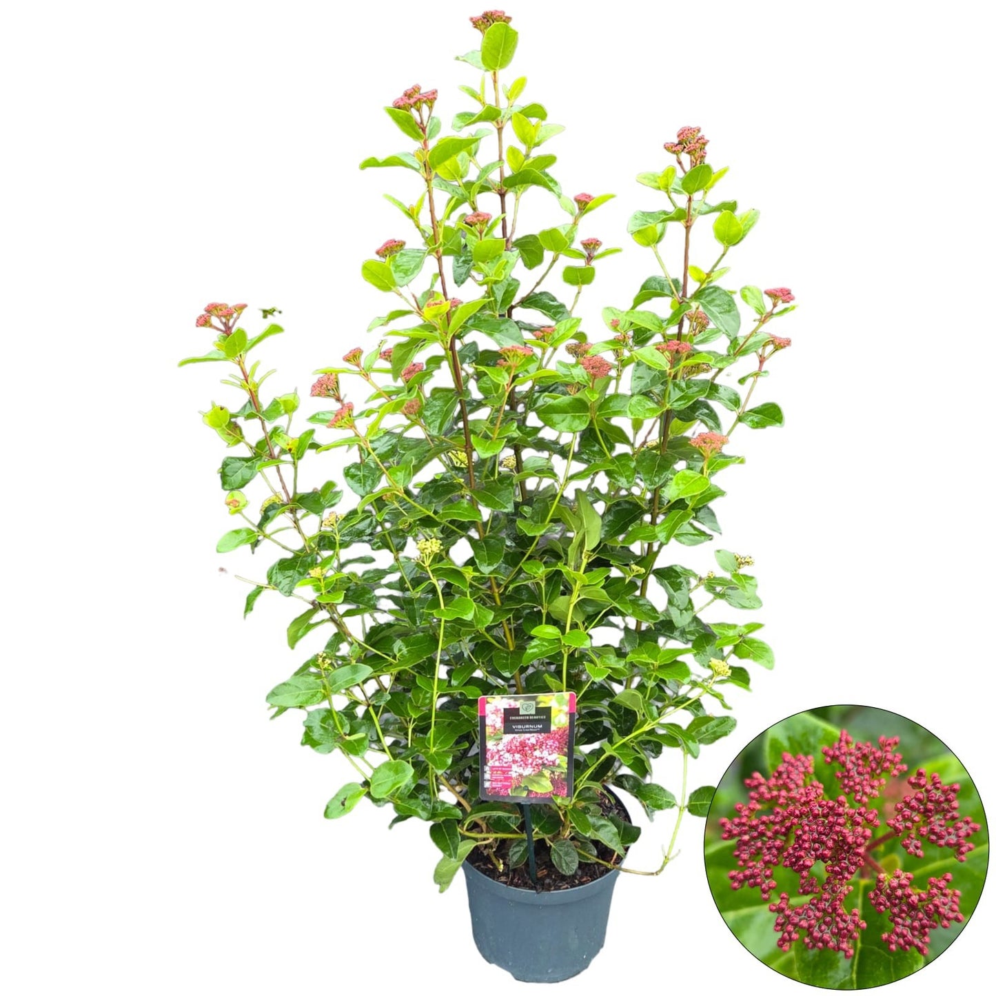 Viburnum tinus 90cm 23cm Pot