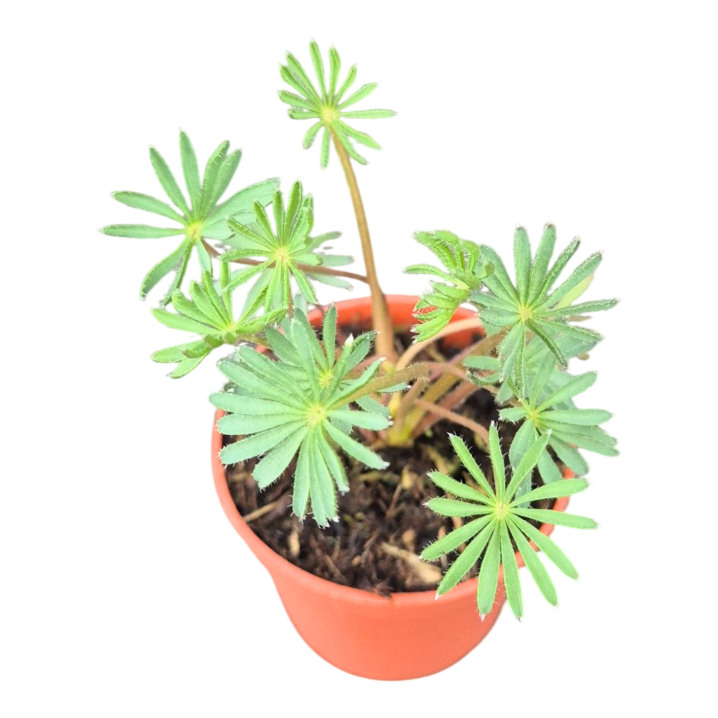Casa Botanica Oxalis Pack of 5