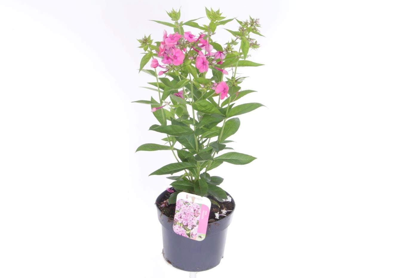 Phlox pan. Pink Flame 55cm 17cm Pot
