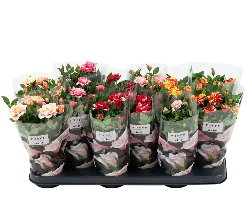 Roses Victory mix 28cm 10.5cm Pot