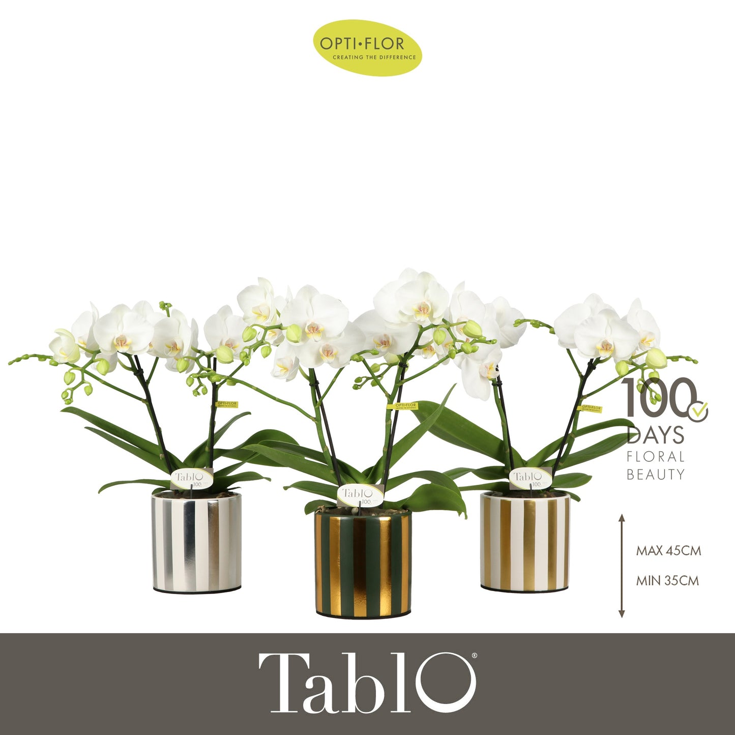 Phalaenopsis white 40cm 12cm Pot
