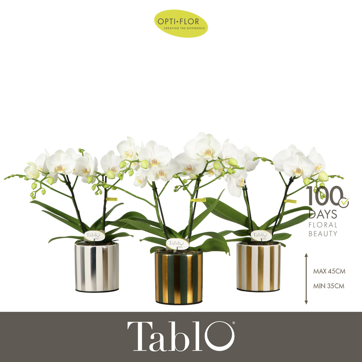 Phalaenopsis white 40cm 12cm Pot