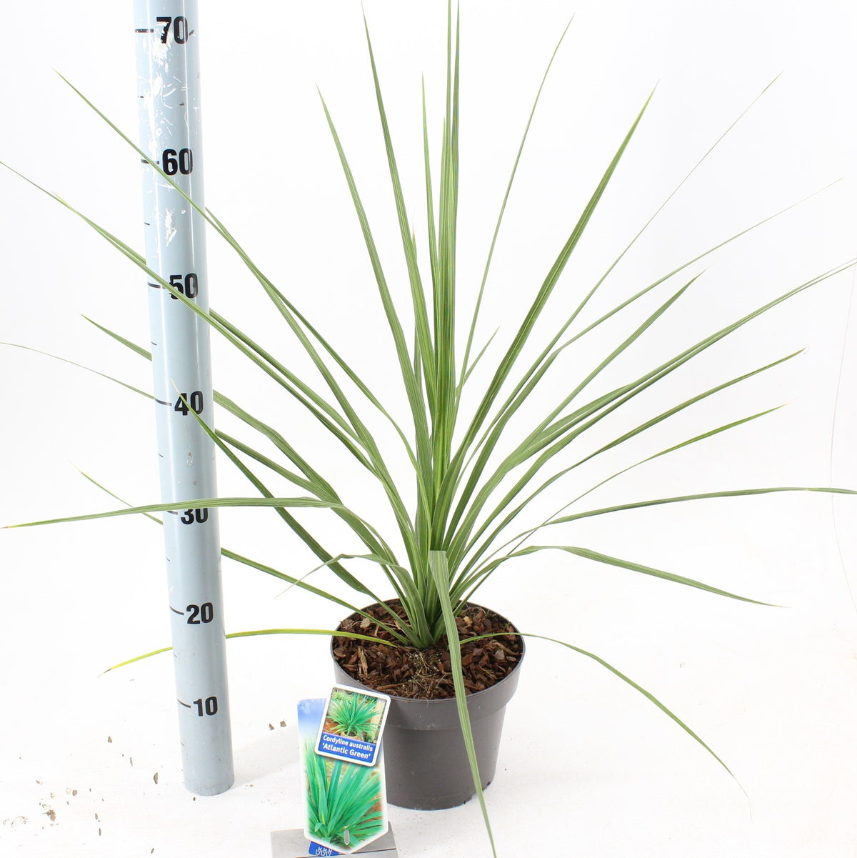 Cordyline 60cm 19cm Pot