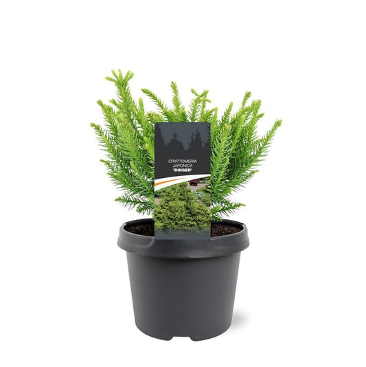 Bremmer Boomkwekerijen Cryptomeria Dinger Pack of 1