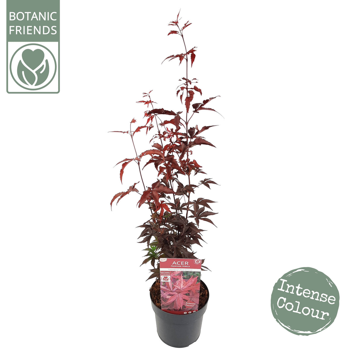 Acer Twombly's Red Sentinel 65cm 19cm Pot