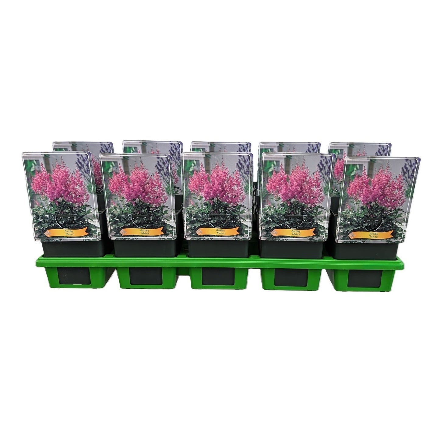 Astilbe jap. Mainz 25cm 11cm Pot