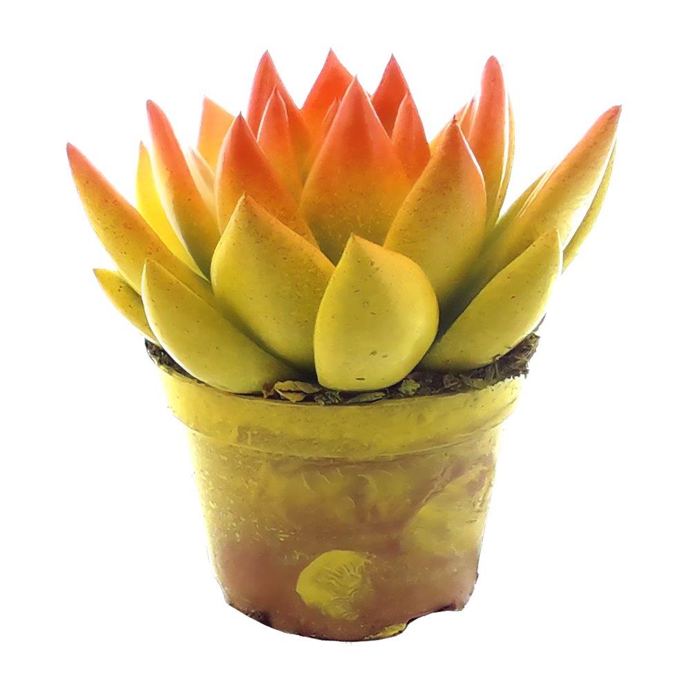 Echeveria colored yellow 8cm 6cm Pot