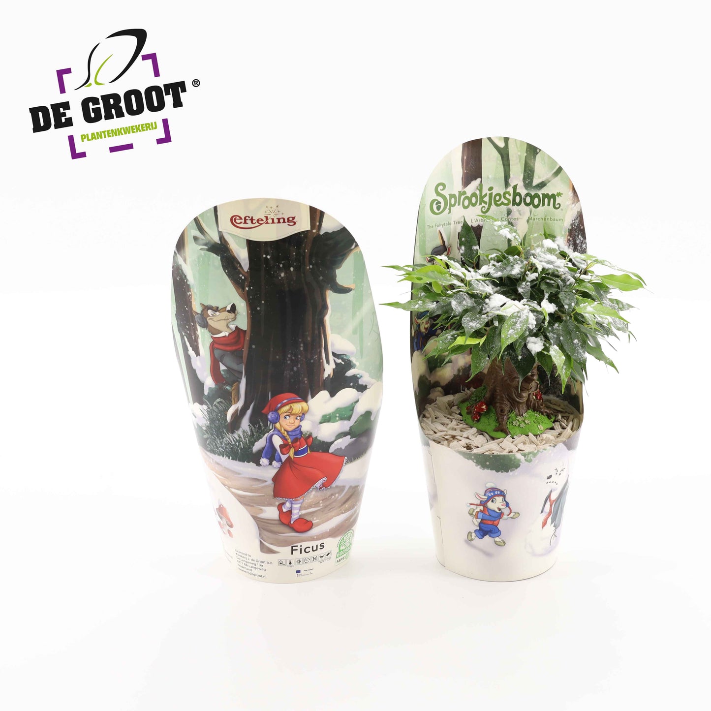 Ficus benj. Green Kinky 35cm 14cm Pot