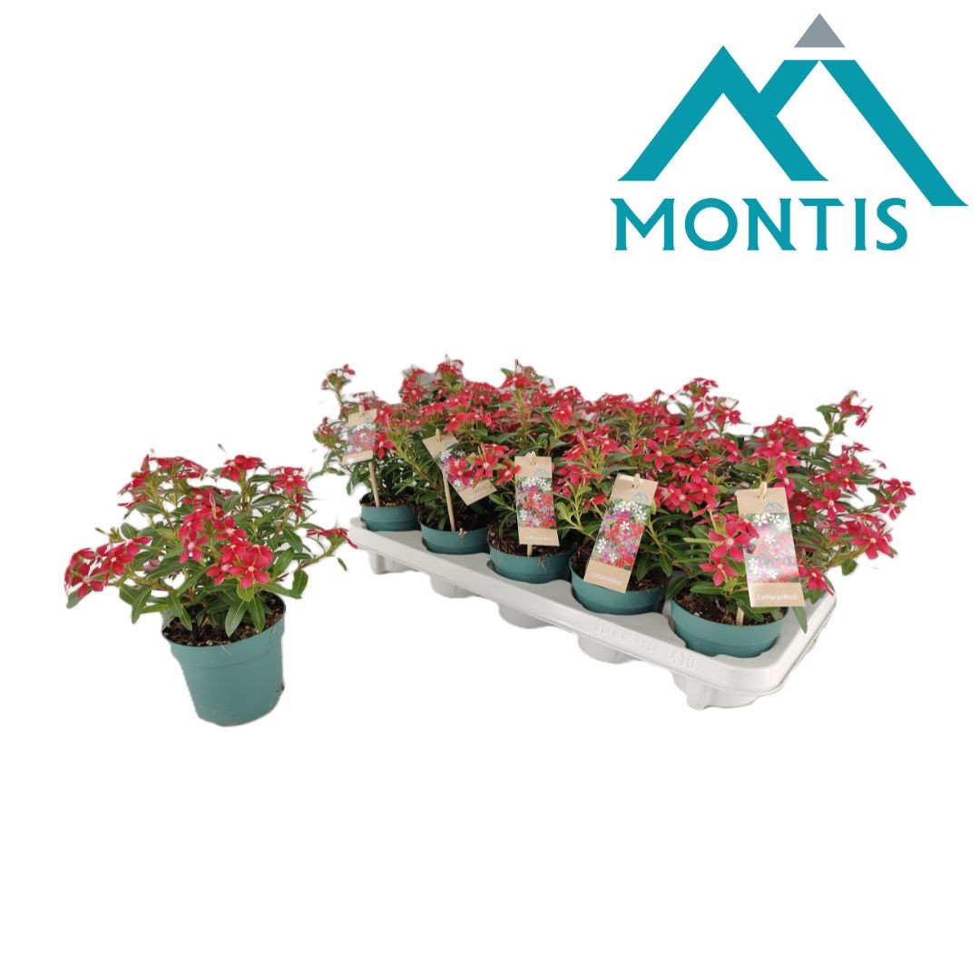 Catharanthus Soirée Cerise White Eye 17cm 510cm Pot
