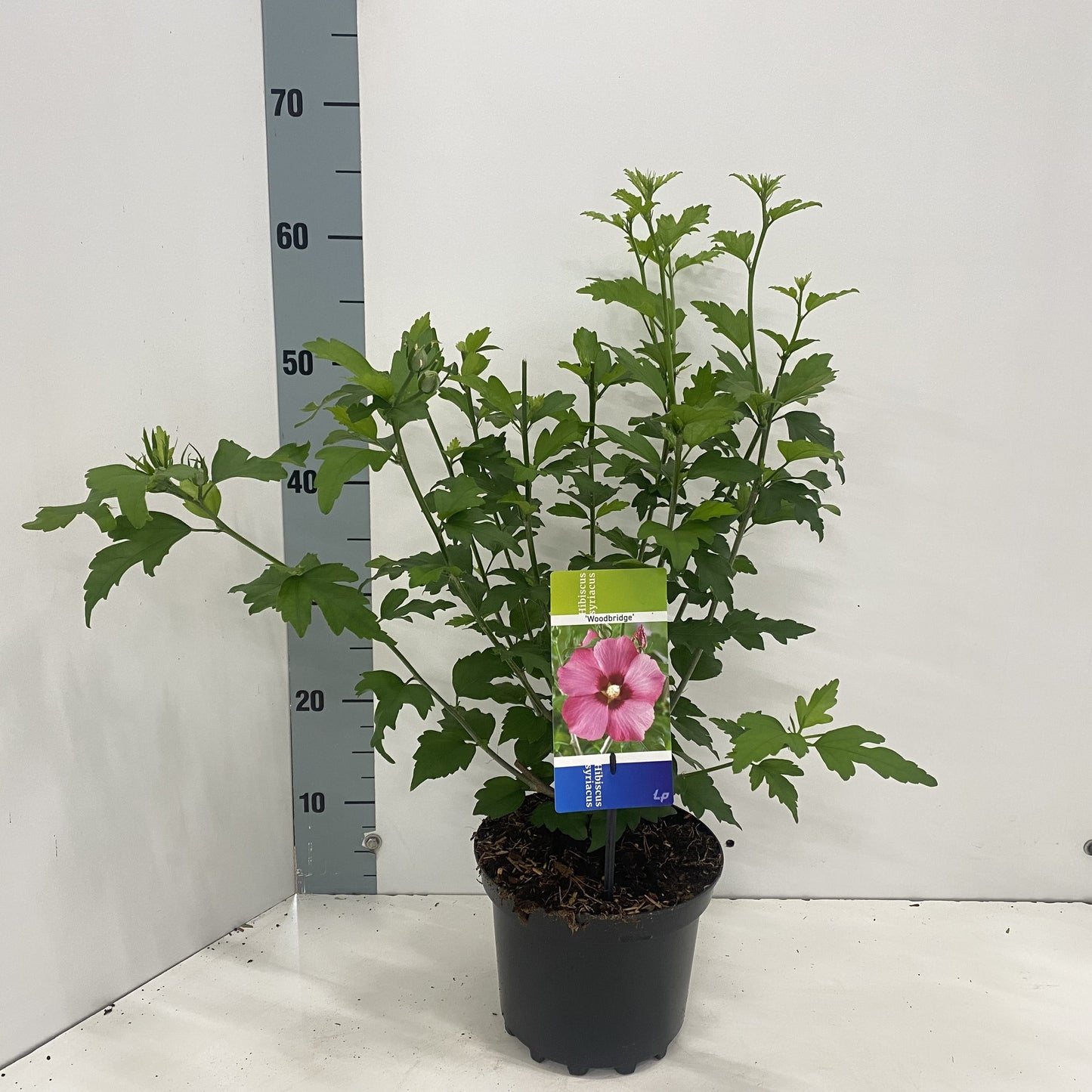 Hibiscus syriacus Woodbridge 50cm 19cm Pot