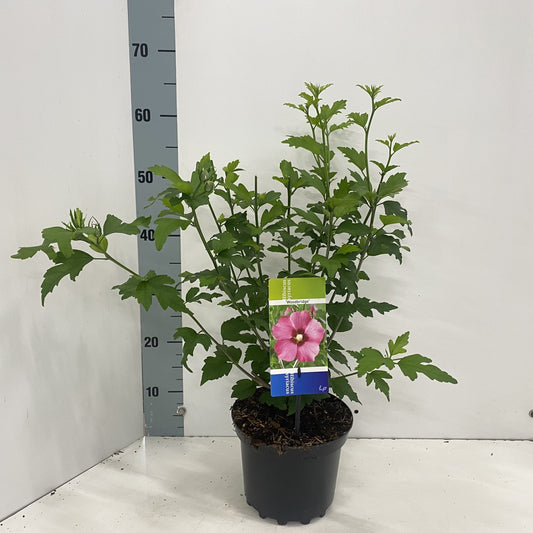 Hibiscus syriacus Woodbridge 50cm 19cm Pot