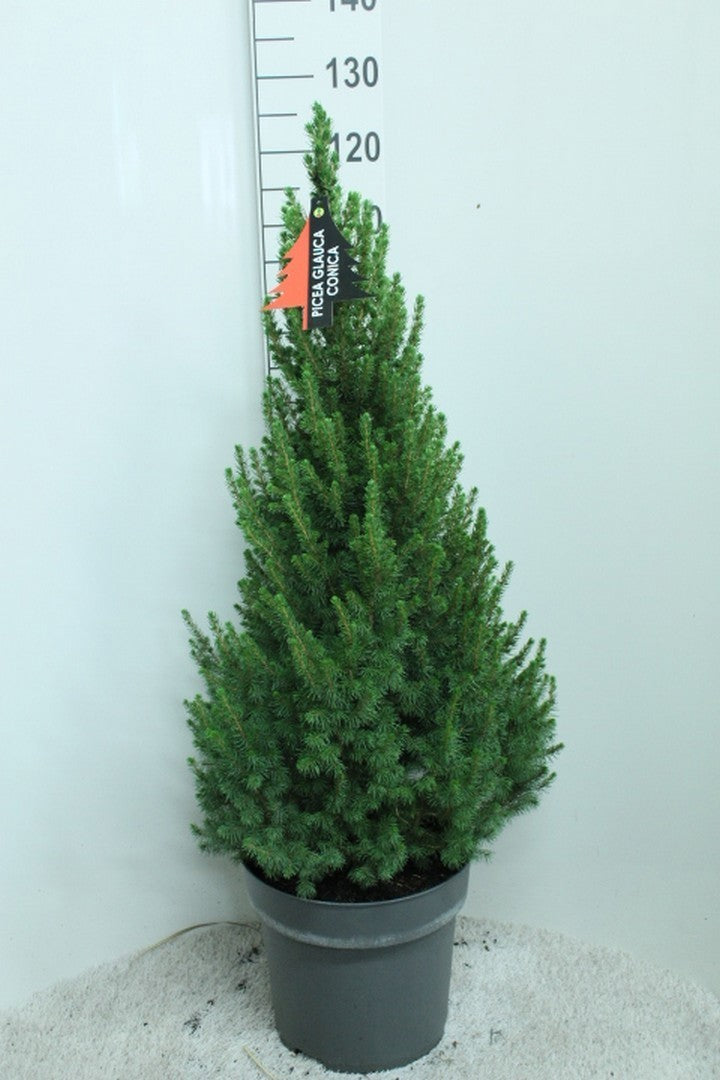 Picea glauca Conica 120cm 32cm Pot