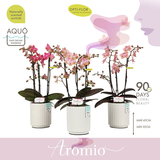 Phalaenopsis mf. Aromio mix 35cm 12cm Pot