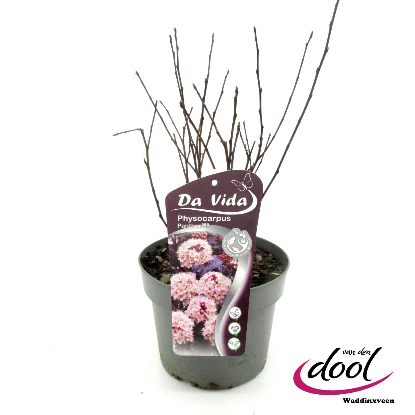 Physocarpus opulifolius 40cm 19cm Pot