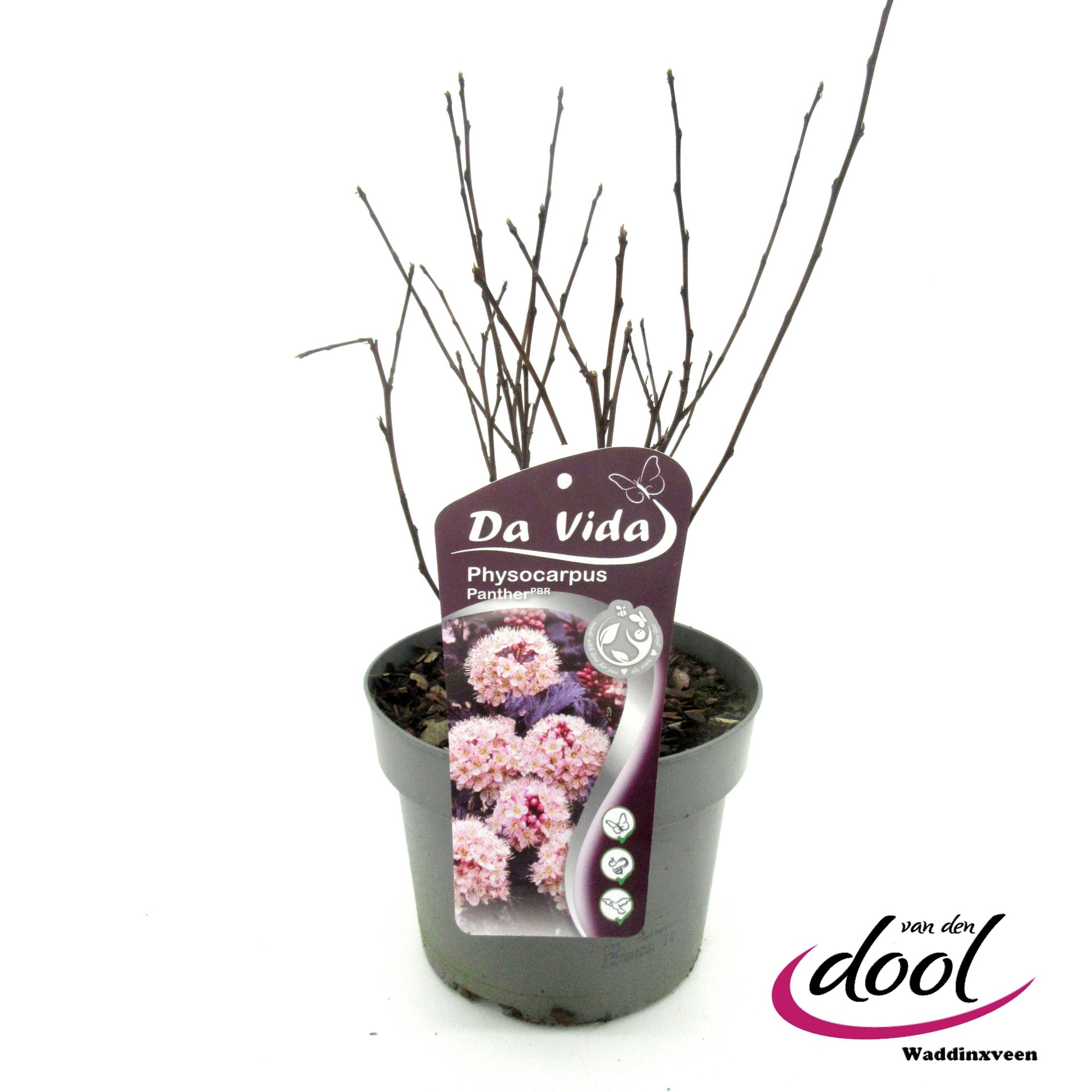 Physocarpus opulifolius 40cm 19cm Pot
