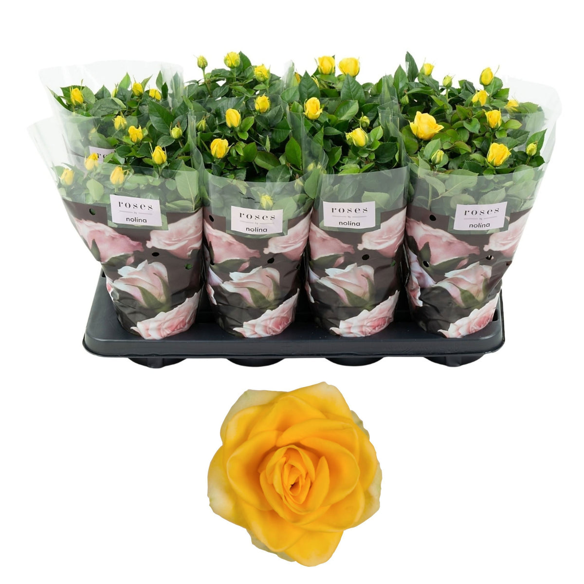 Rosa yellow 36cm 13cm Pot