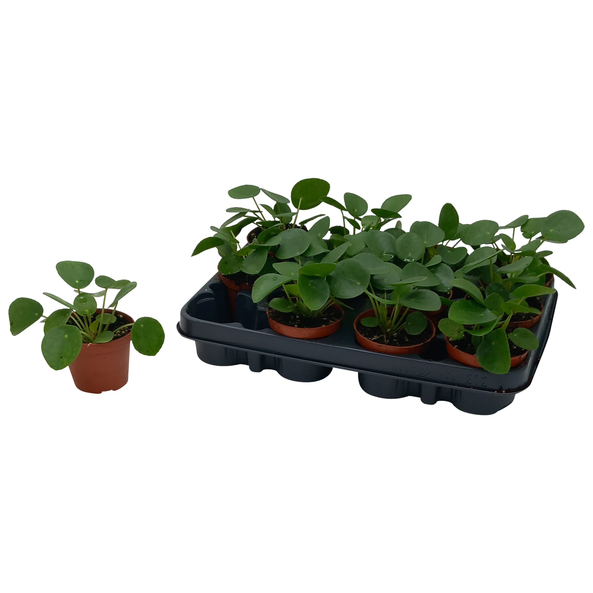 Pilea peperomioides 17cm Special Pot (508)