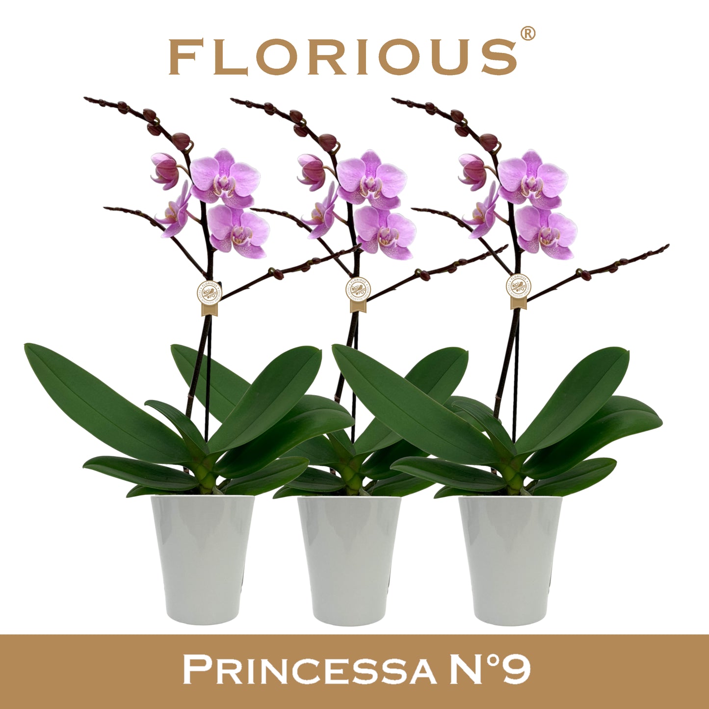 Phalaenopsis pink 40cm 9cm Pot
