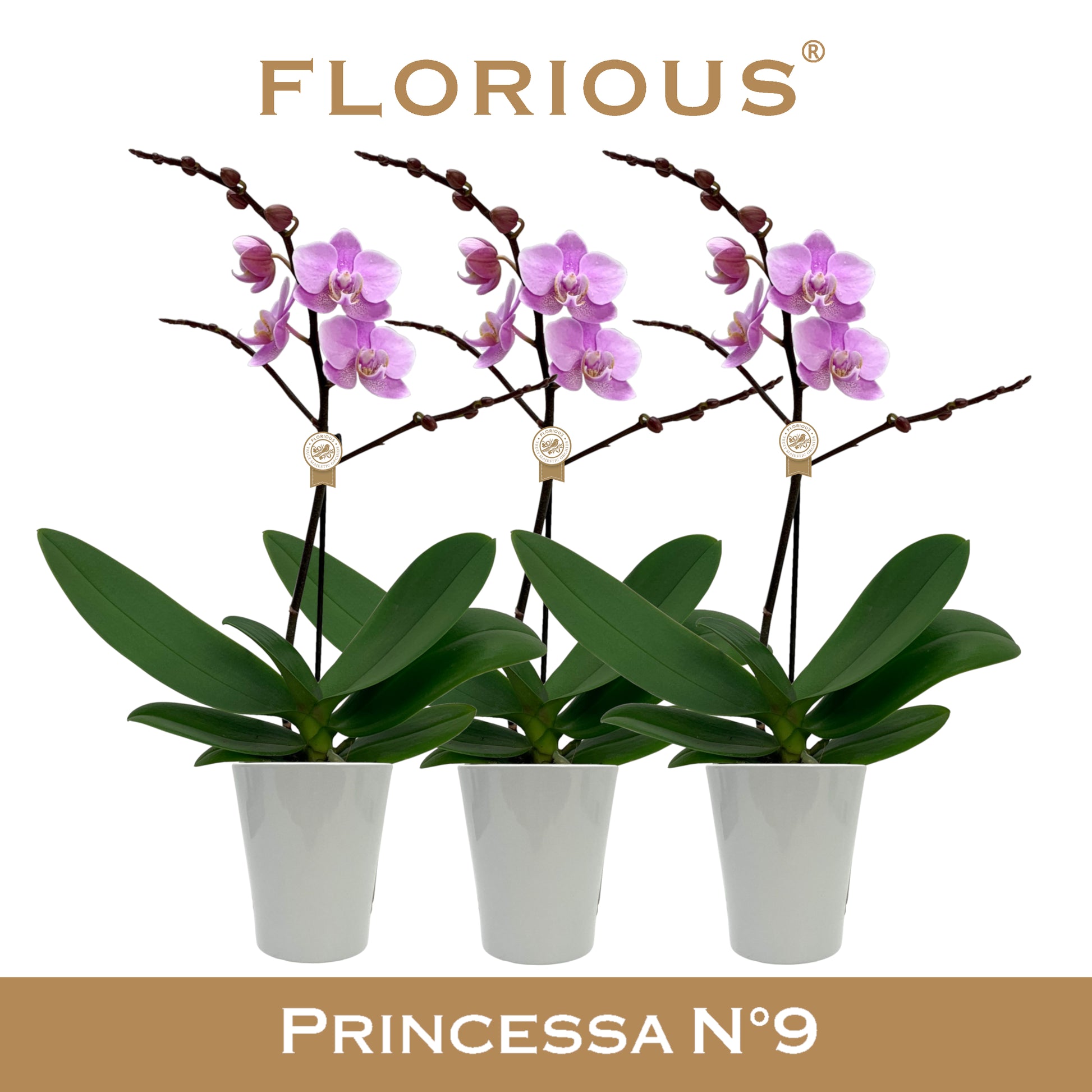 Phalaenopsis pink 40cm 9cm Pot