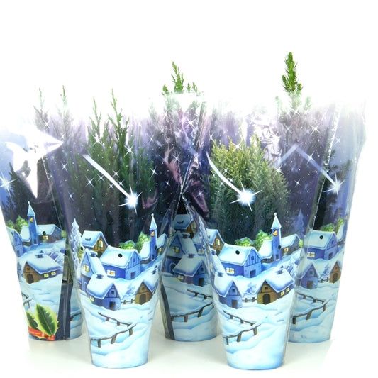 Conifer mix 47cm 13cm Pot