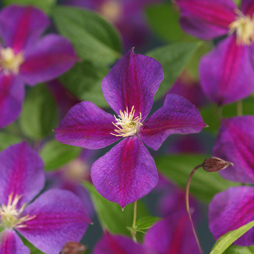 Clematis Star of India 40cm 11cm Pot