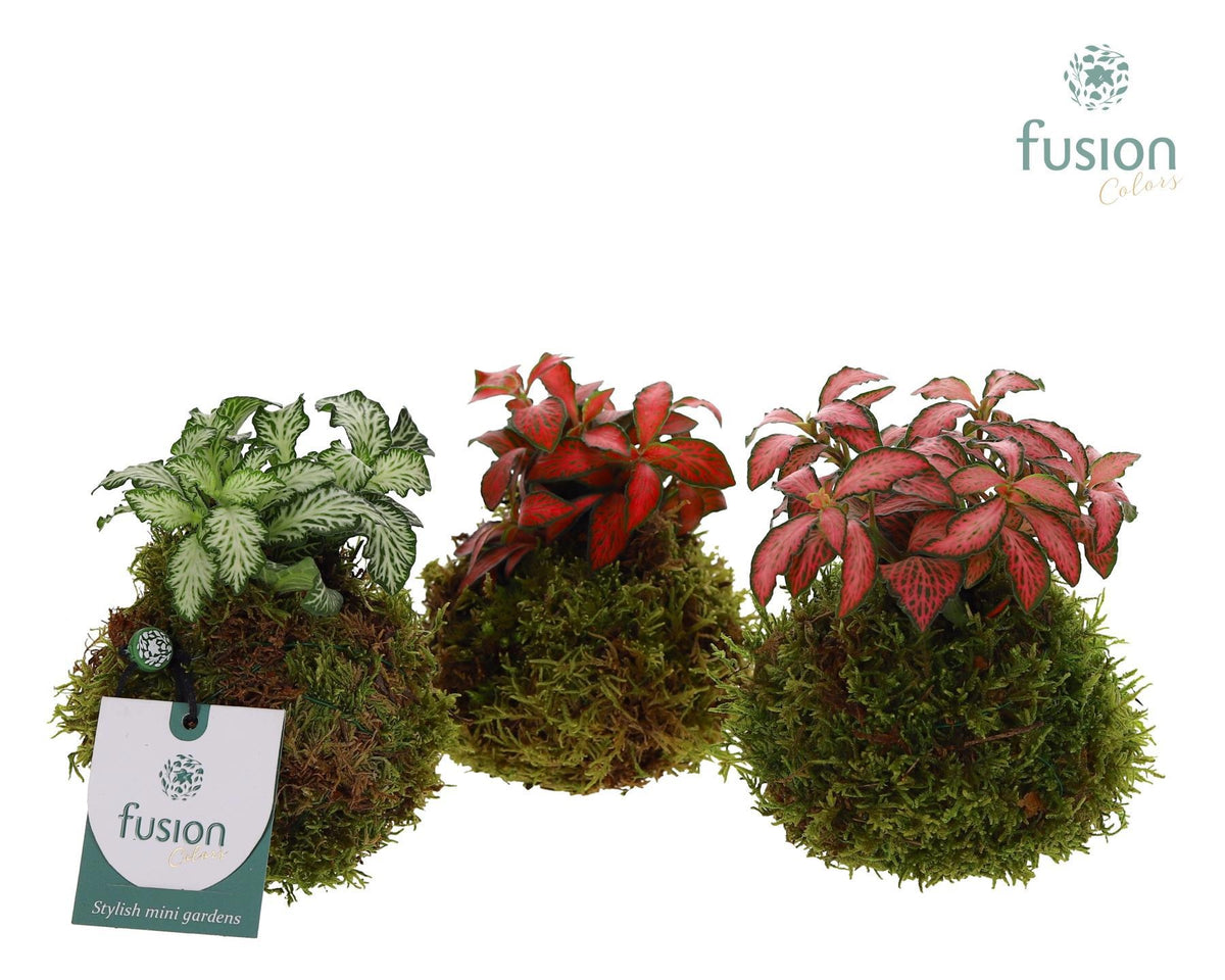 Mosbollen met Fittonia 15cm 9cm Pot