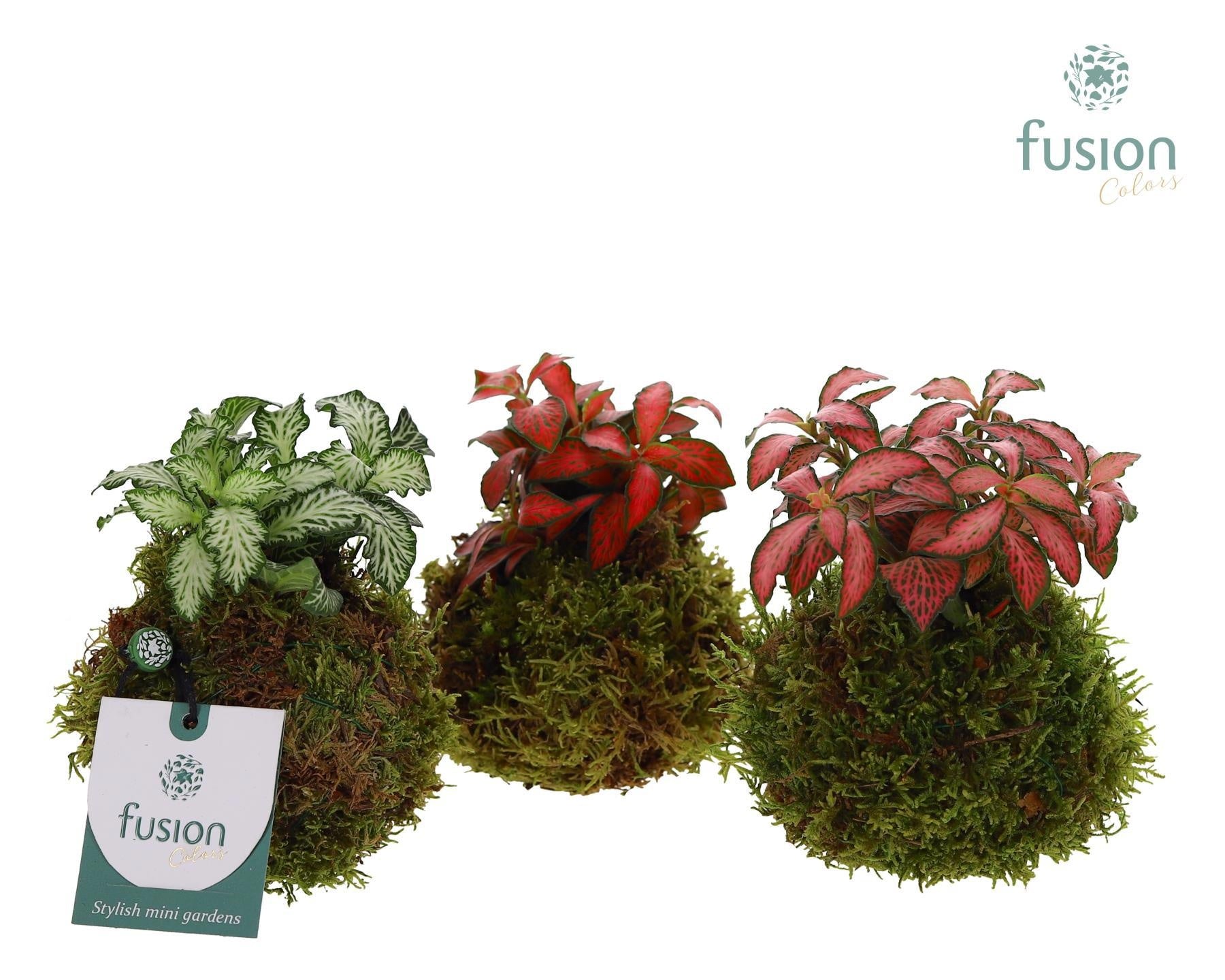 Fusioncolors BV Mosbollen met Fittonia Pack of 12