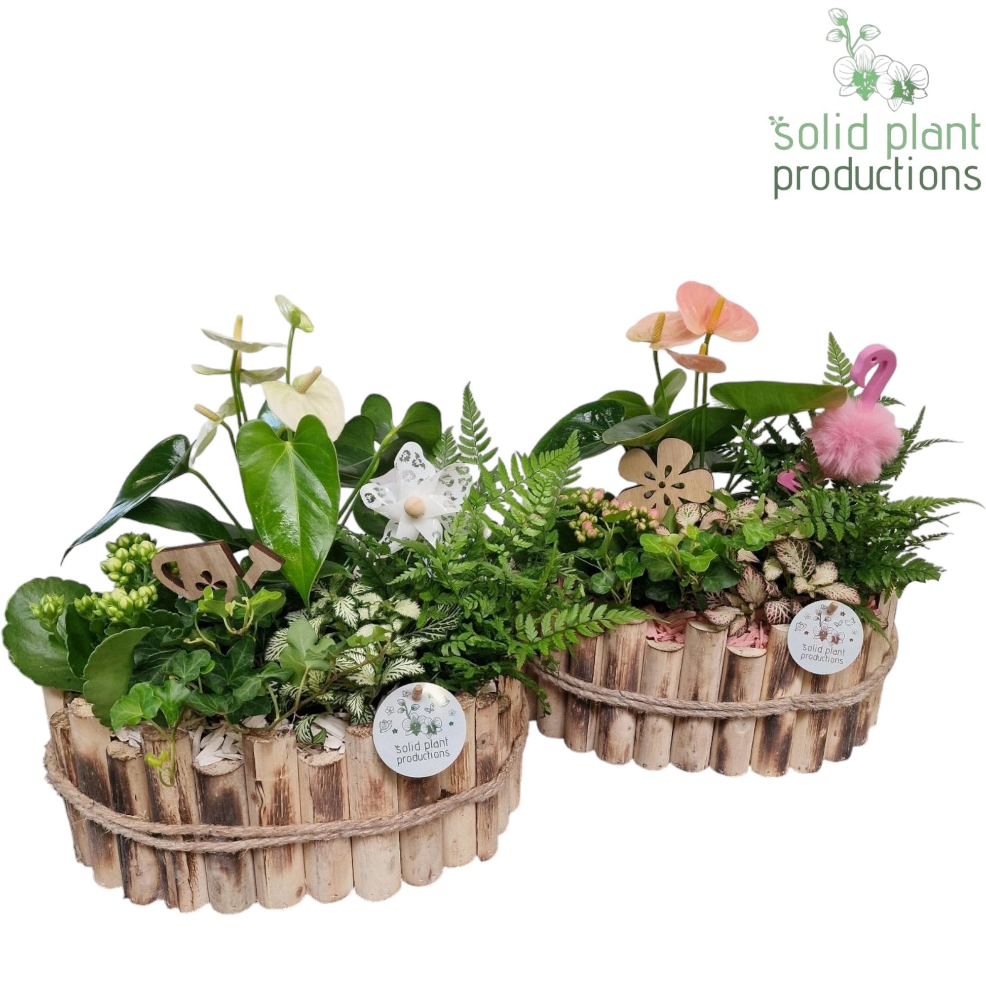 Solid Plant Productions arr. Anthurium HAT007WP Pack of 2
