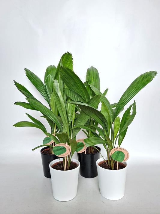 licuala-grandis-48cm-15cm-pot-licuala450-3