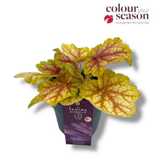 Heuchera hybrid 25cm 12cm Pot