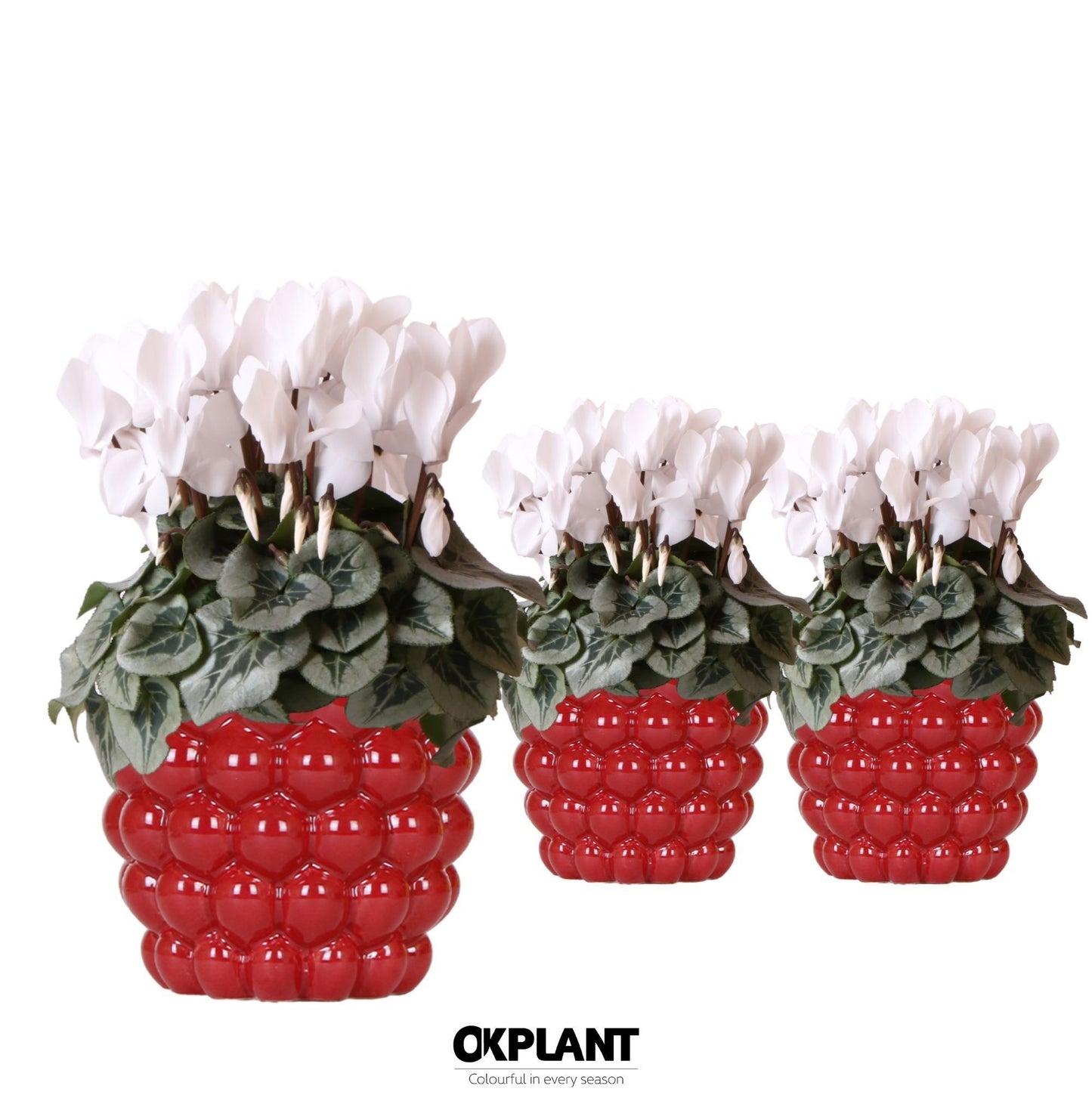 OK Plant Cyclamen Rembrandt Pack of 4