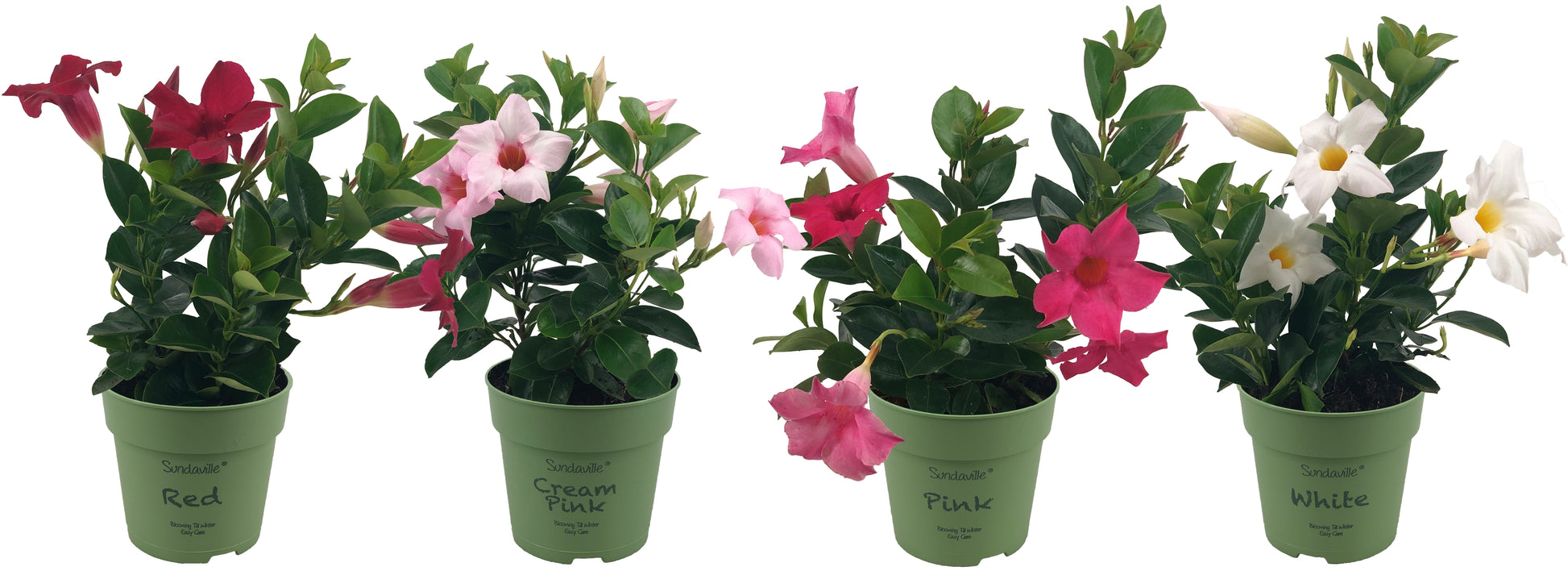 Beauty Plants Mandevilla mix Pack of 10