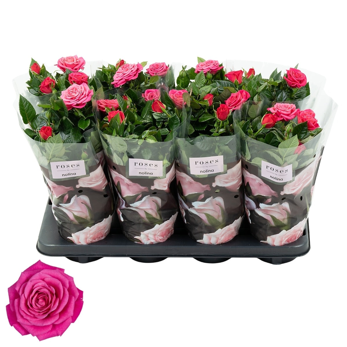 Rosa pink 36cm 13cm Pot