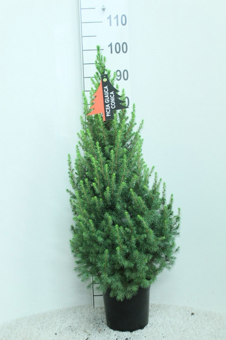 Picea glauca Conica 100cm 21cm Pot