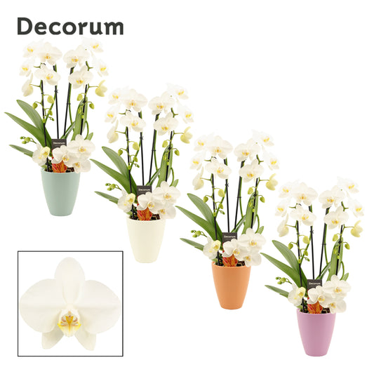 Phalaenopsis white cascade (+ drp.Carly) 50cm 12cm Pot