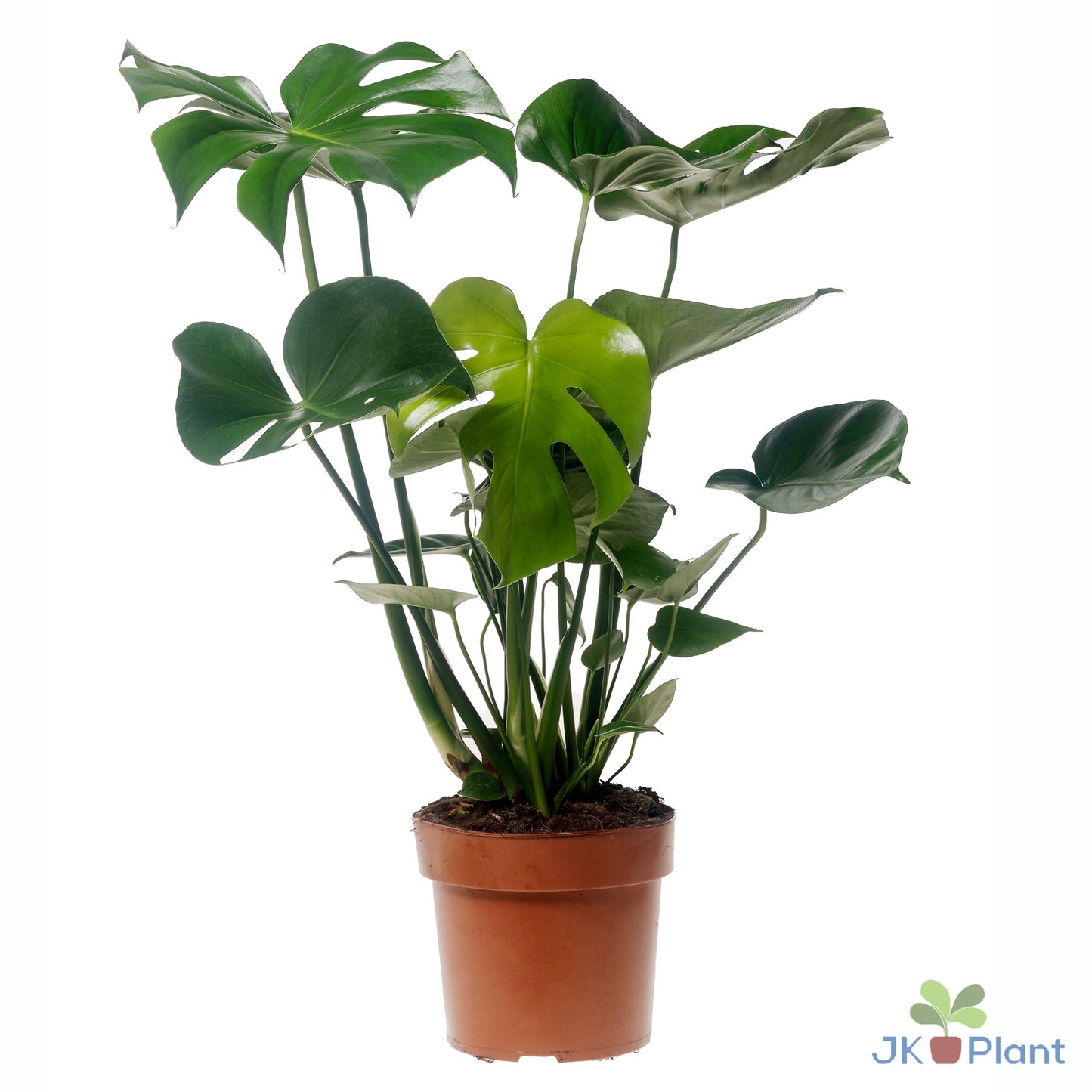 Monstera deliciosa 55cm 17cm Pot