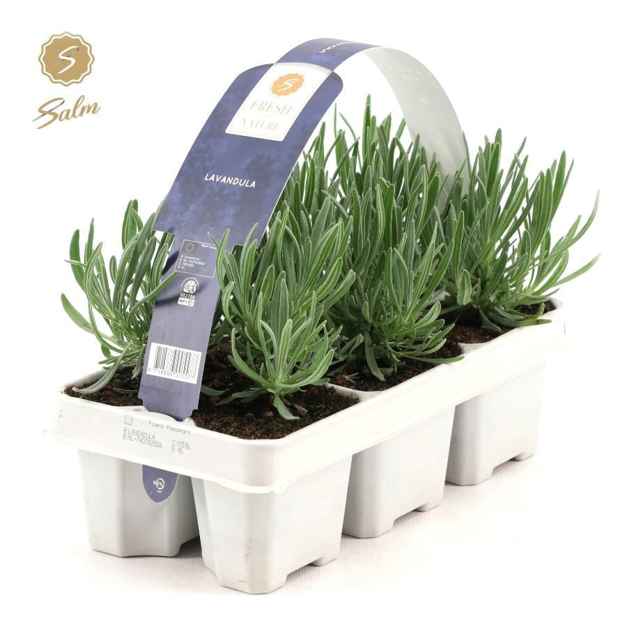 Lavandula angustifolia 20cm 1cm Pot
