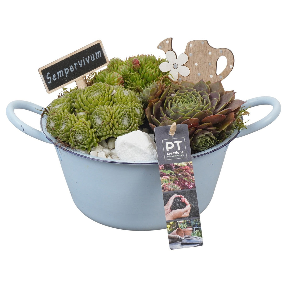 arr. Sempervivum 17cm 20cm Pot