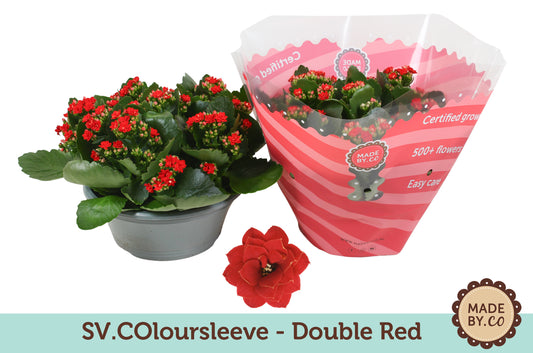 Kalanchoe double red 27cm 23cm Pot