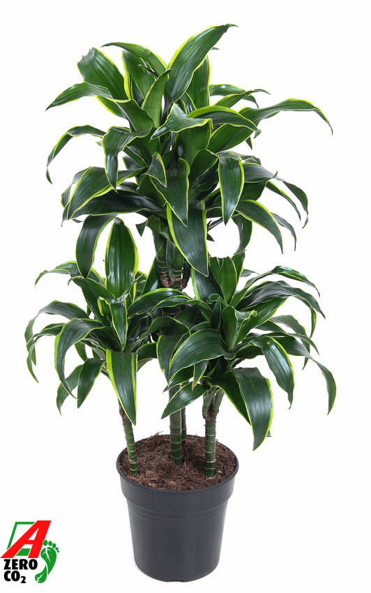 Dracaena fragrans Dorado 90cm 21cm Pot