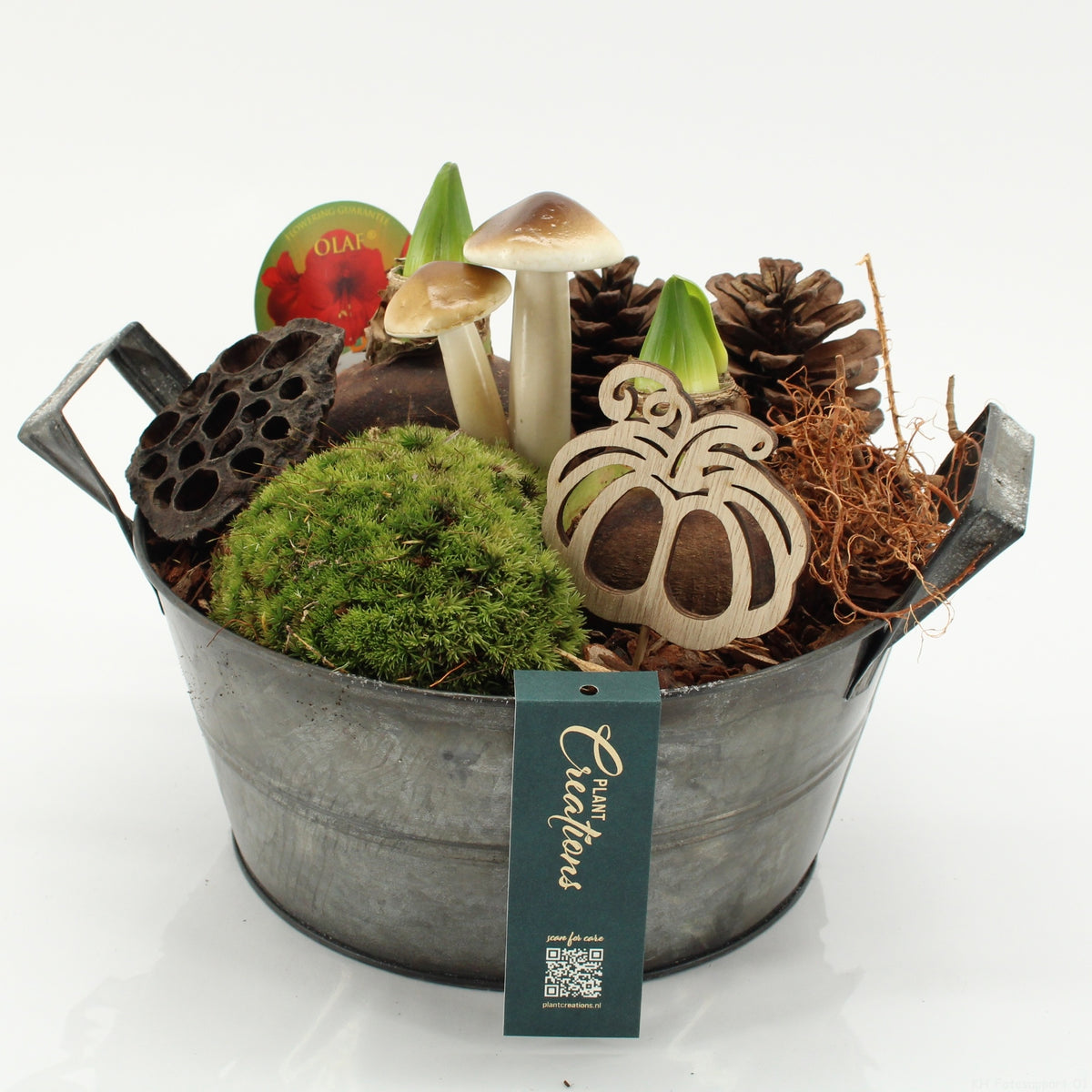arr. Hippeastrum 25cm 23cm Pot