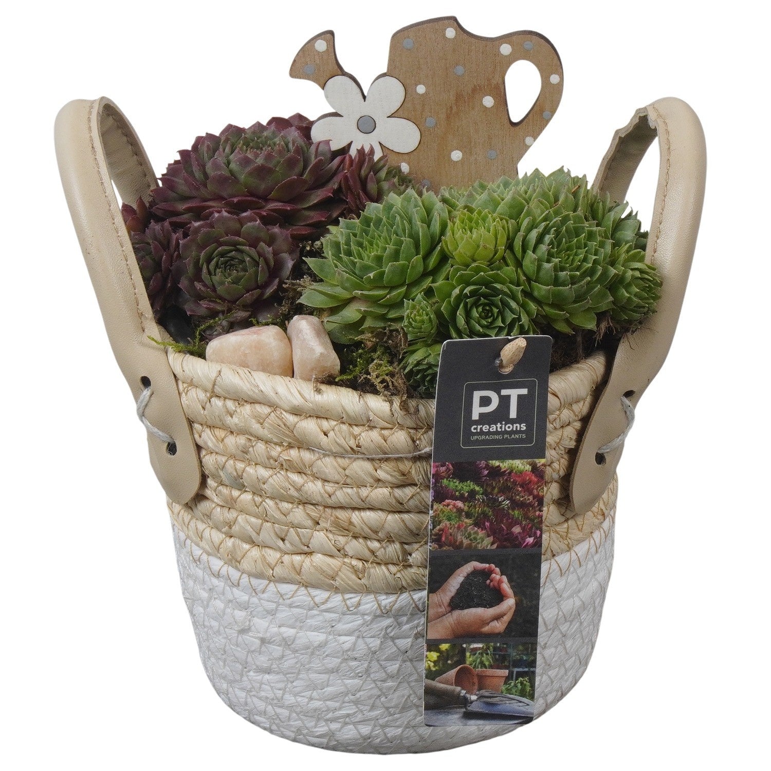 arr. Sempervivum 18cm 14cm Pot