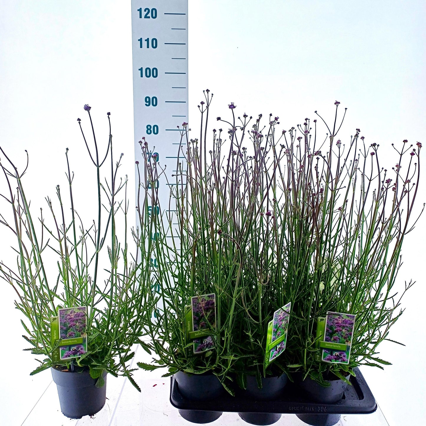 Verbena bonariensis 90cm 17cm Pot